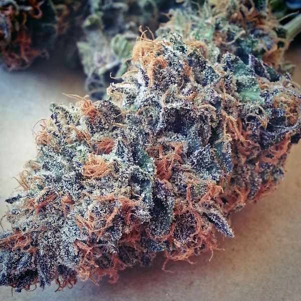 Ultimate Purple Feminized Marijuana Seeds