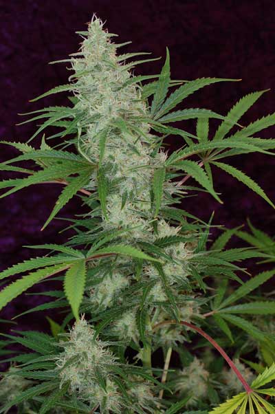 Vortex Regular Cannabis Seeds