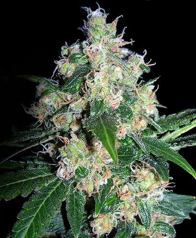Velvet Bud Feminized Marijuana Seeds
