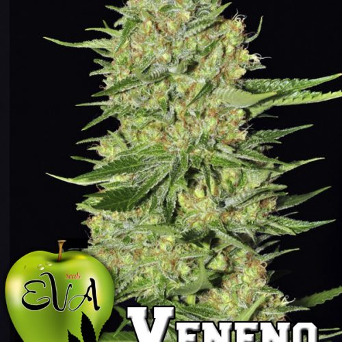 Veneno Feminized Marijuana Seeds