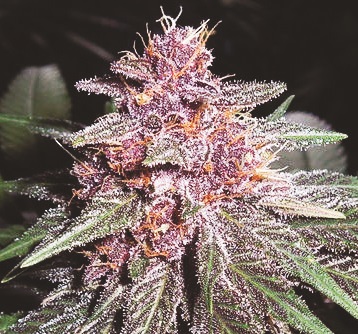 Violeta Regular Cannabis Seeds