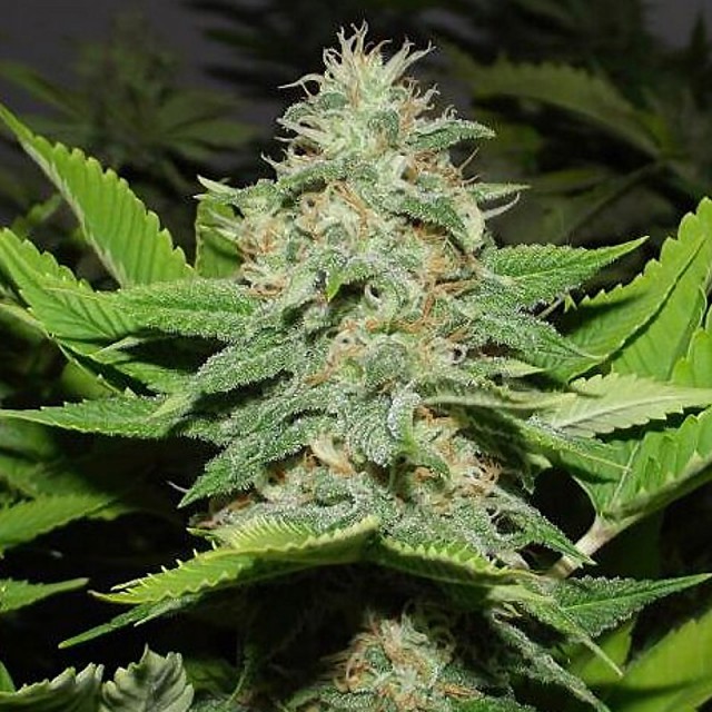 Walker Kush Regular Cannabis Seeds