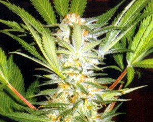 White Domina Feminized Marijuana Seeds
