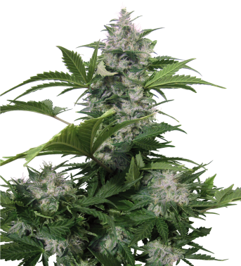 White Dwarf Auto Regular Cannabis Seeds