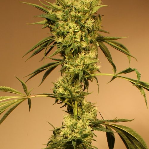 White Jewel Regular Cannabis Seeds