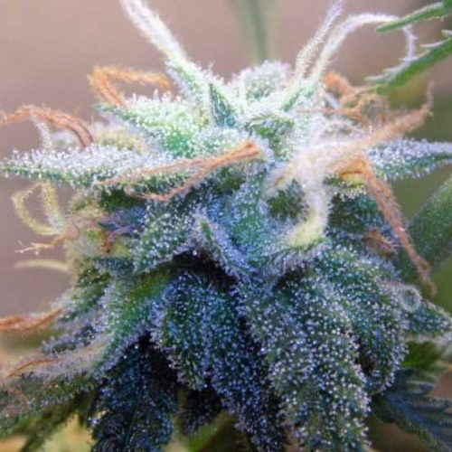 BC White Widow Regular Cannabis Seeds