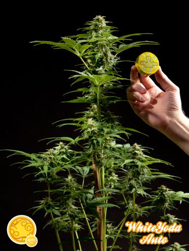White Yoda Auto Feminized Marijuana Seeds