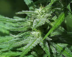 White KC Feminized Marijuana Seeds