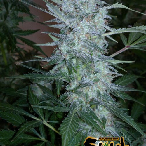 White Sirius Autoflowering Regular Cannabis Seeds