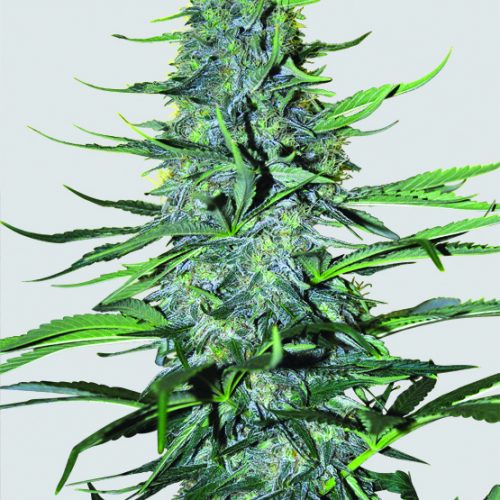 White Widow Regular Cannabis Seeds