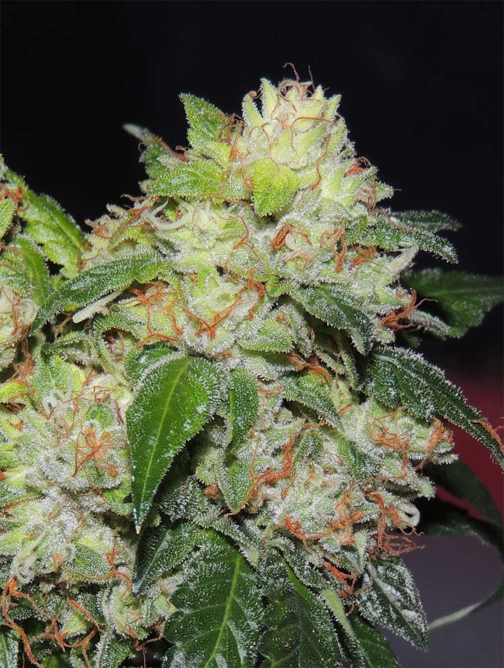 White Beelze Bubba Regular Cannabis Seeds