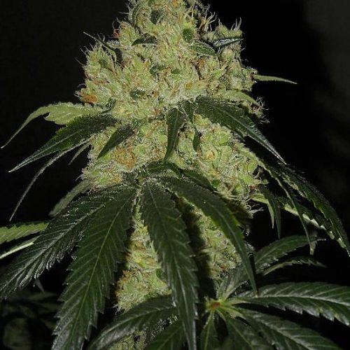 White OG V2.0 Regular Cannabis Seeds