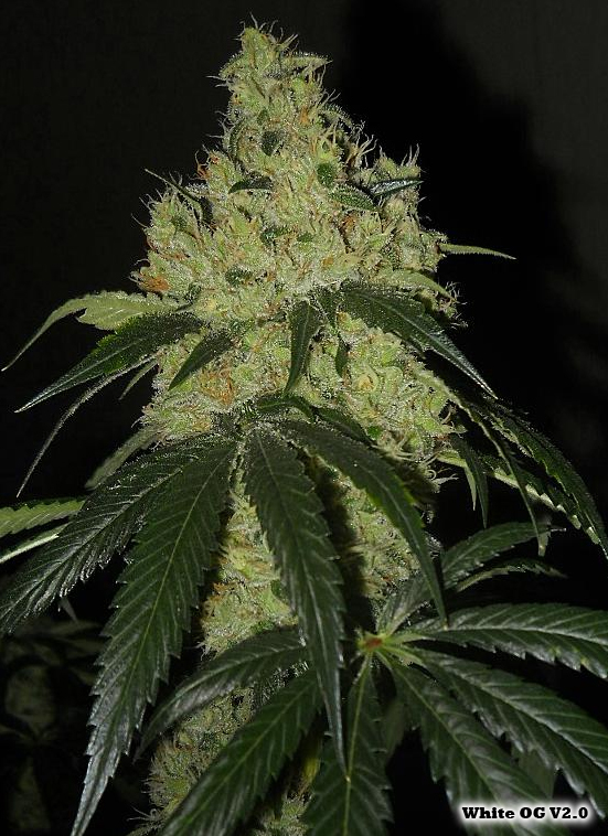 White OG V2.0 Regular Cannabis Seeds
