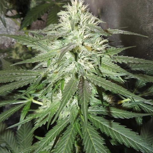 White TangHaze Outerspace Regular Cannabis Seeds