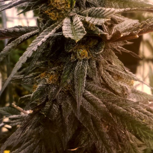 Wild Berry Feminized Marijuana Seeds