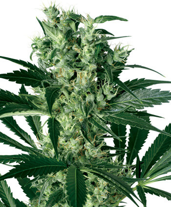 X-Haze Feminized Marijuana Seeds