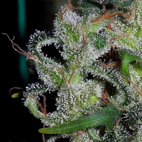 Zamaldelica Feminized Marijuana Seeds