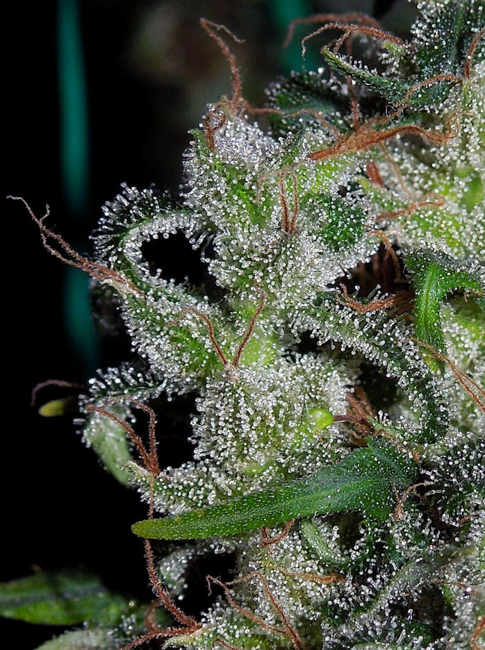 Zamaldelica Feminized Marijuana Seeds