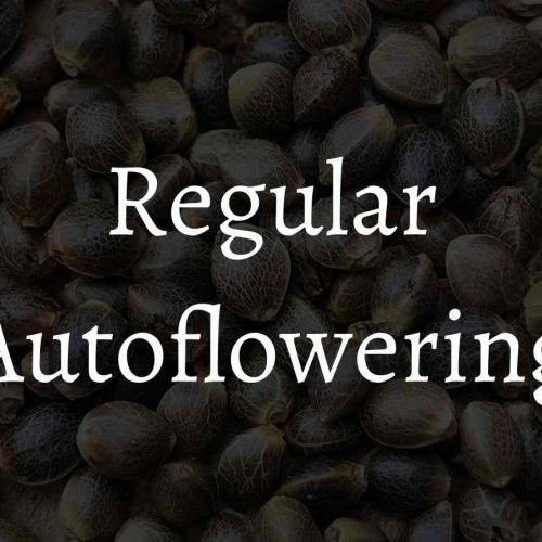 Autoflowering Regular