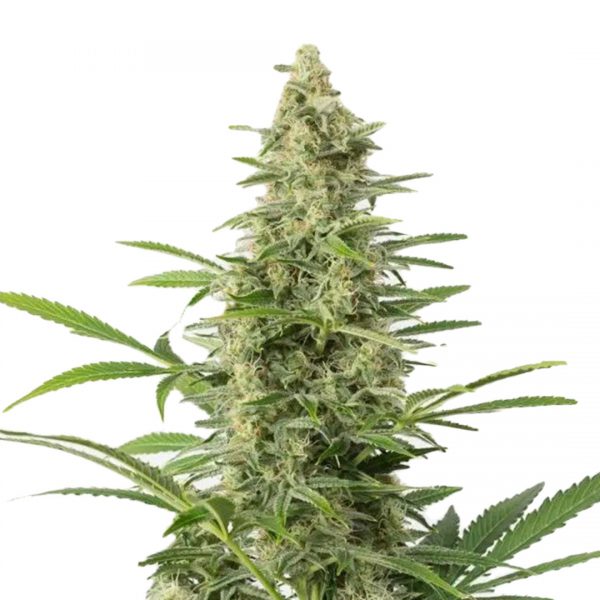 Northern Light Autoflower - Seed Drop Cannabis Seeds