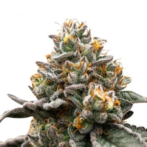 Wedding Cake Autoflower - Seed Drop Cannabis Seeds